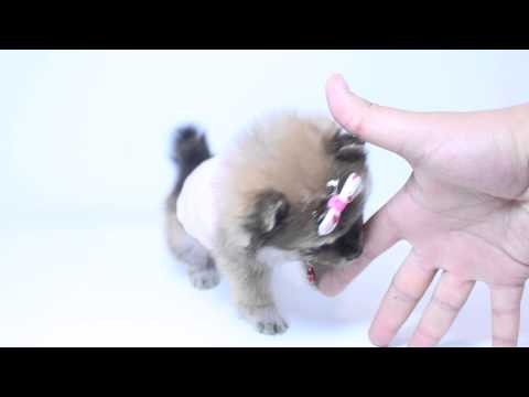 super-triple-coat-female-pomeranian-puppy-by-puppyheaven.com