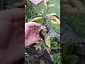 Сад - зеркало души.Крым.Видео 1