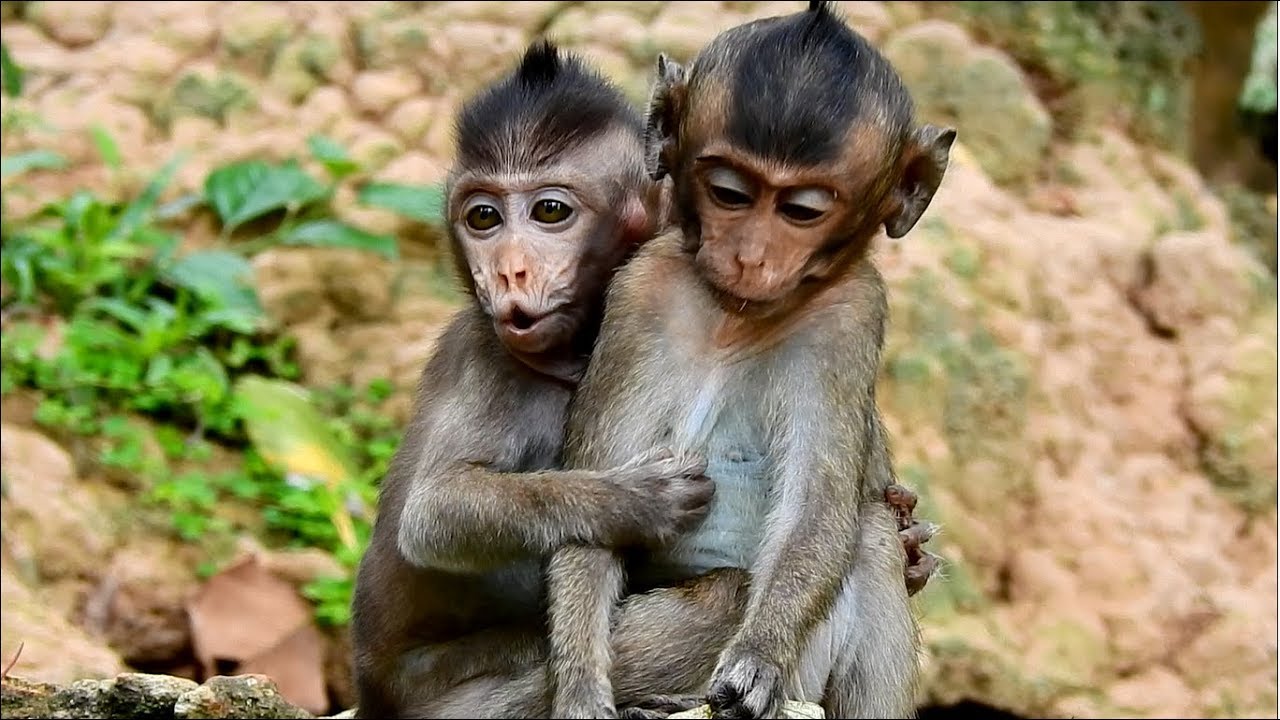 Poor baby monkey Polly shout cries so long find Popeye, Polly request Lori for grooming