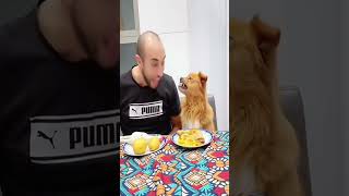 Dog ‘Explain this right now. #pet #funny #dog #shorts #shortvideo