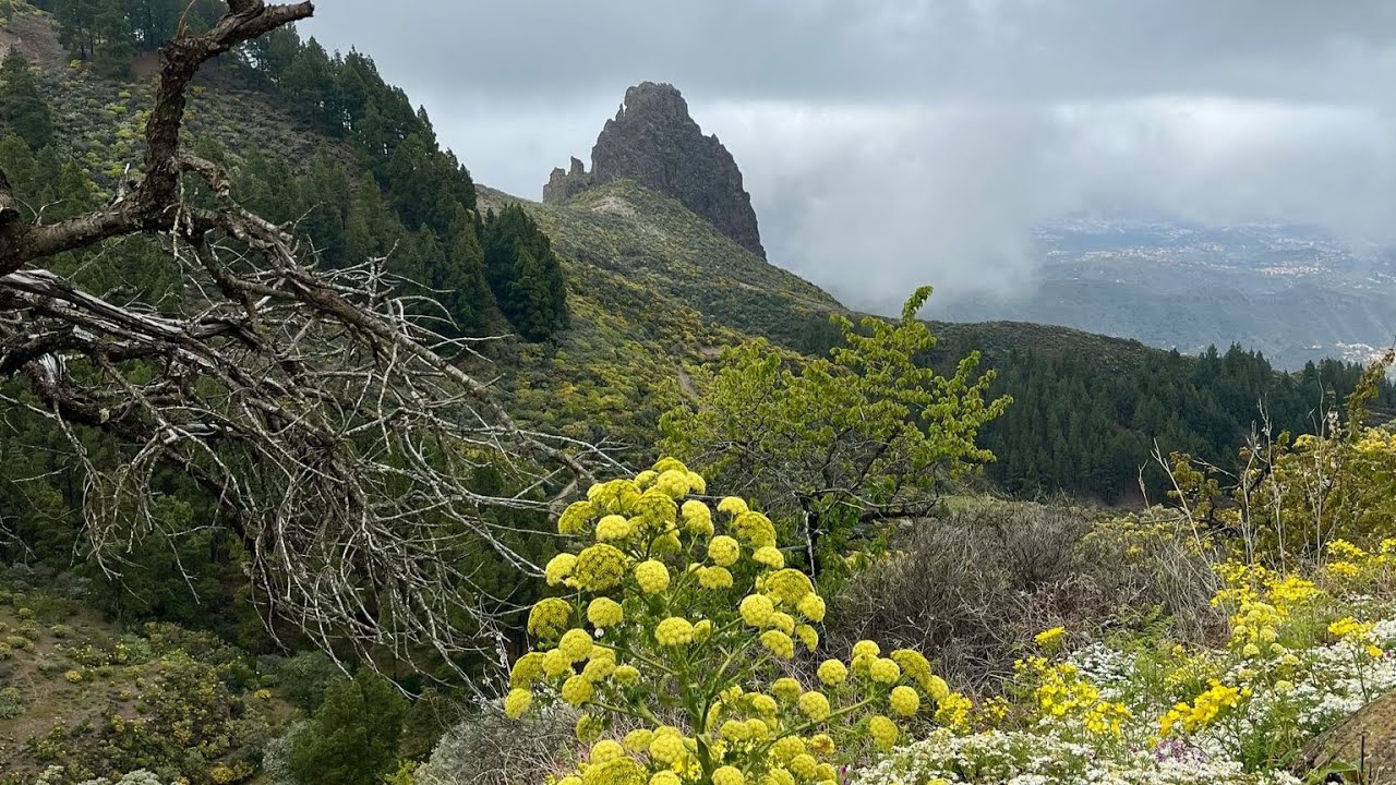 Gran Canaria 2025 – Spring Island Adventure! 🌴✨