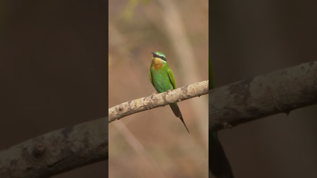 Blue-cheeked Bee-eater Call 