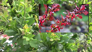 БАРБАРИС КРАСИВЫЙ И НЕПРИХОТЛИВЫЙ КУСТАРНИК ДЛЯ САДА, ЖИВОЙ ИЗГОРОДИ!