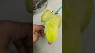 #parrot #talkingparot #ytshorts #youtubeshorts #birds #talkingbird #subscribe