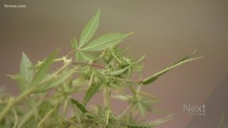 A look at the impact of higher potency recreational marijuana