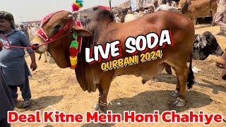 Live soda Kitne Ka hona chahie | sahiwal cholisthani bachre | qurbani 2024 | LAHORI SHAUK