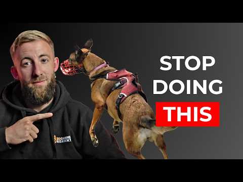 Why Most Reactive Dog Training Fails (And The System That Actually Works)