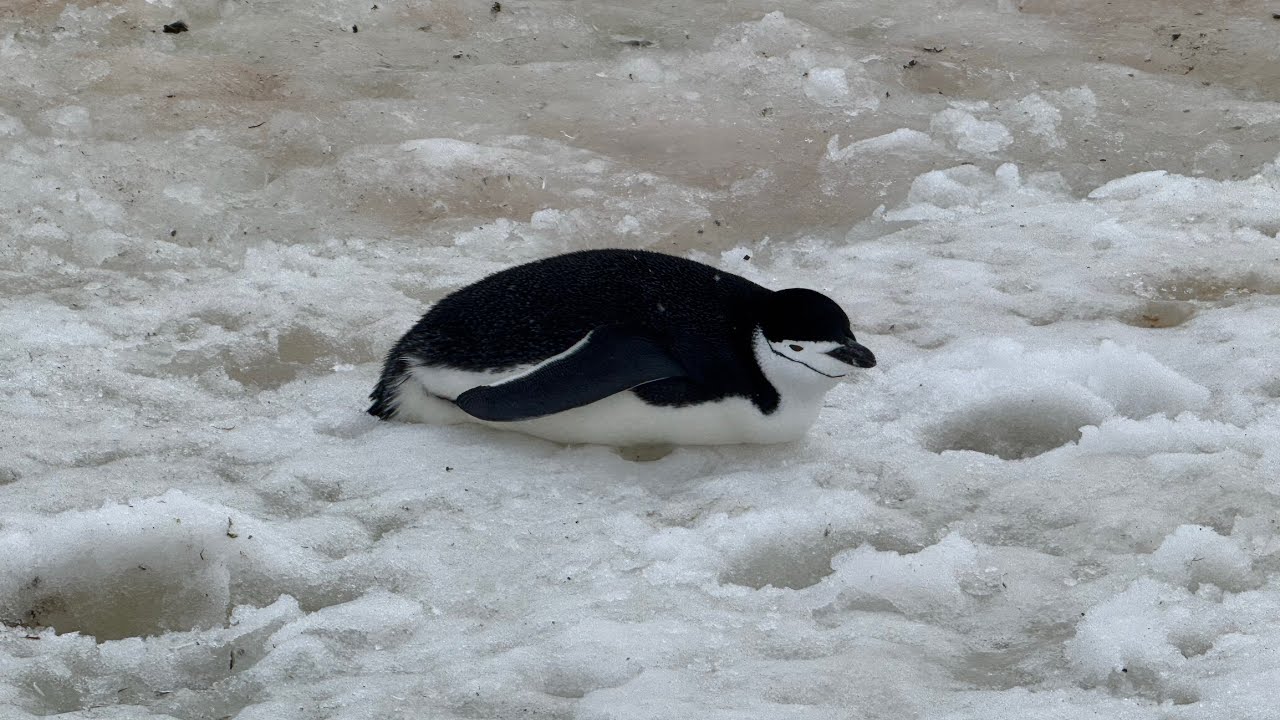 新春南極之旅： 圖哈默克島的企鵝和夏洛特灣的鯨魚