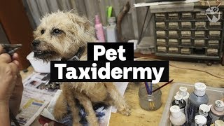 HACK: Inside a pet taxidermy studio screenshot 3