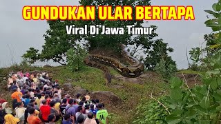 Viral Again! Snake Mounds Have Been Serving For Hundreds Of Years In East Java
