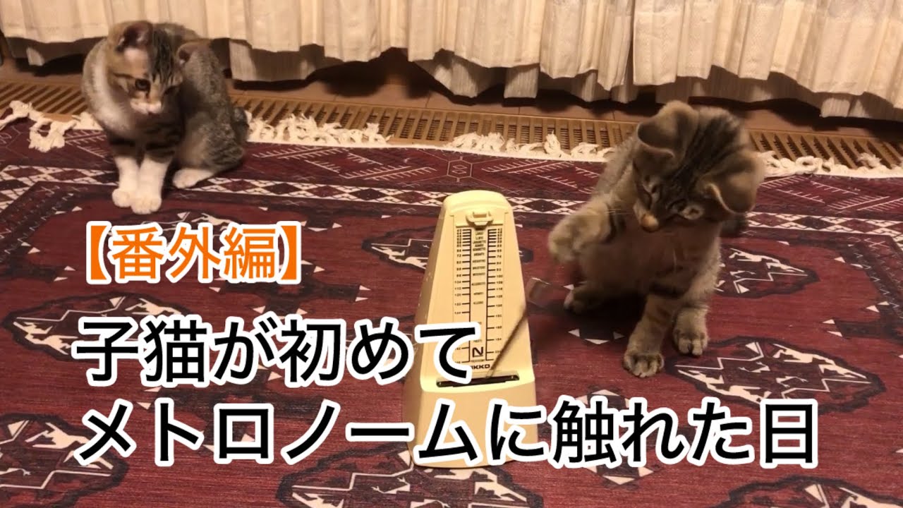 【猫の日】小さなヒーロー兄ちゃんと慎重な弟のメトロノーム初体験