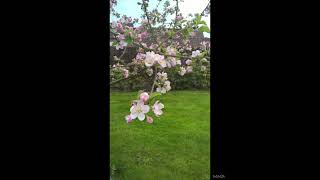 سورة الحجر برواية ورش عن نافع بصوت الشيخ محمد سايد