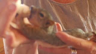 Nugget the Baby Squirrel