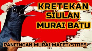 KRETEKAN DAN SIULAN MURAI BATU❗ Pancingan Murai MACET bunyi dan STRES❗❗