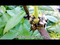 神奇的螳螂，太厉害了 #神奇动物在抖音 #螳螂 #昆虫