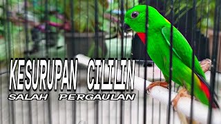 Masteran Mewah!!! Serindit Gacor Full Isian Cililin, Nembak Rapet Suara Jernih