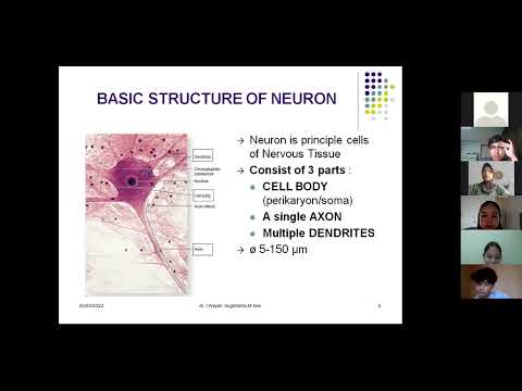 Histologi Sistem Saraf