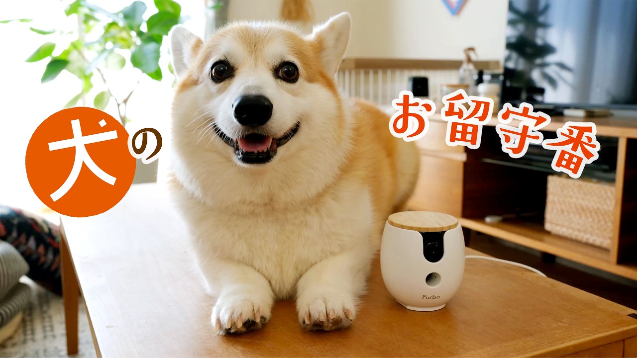 犬との暮らし】お留守番のこと｜ペットカメラで見守ろう - YouTube