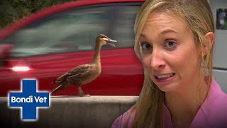 Stranger saves ducklings on dangerous highway! | Bondi Vet