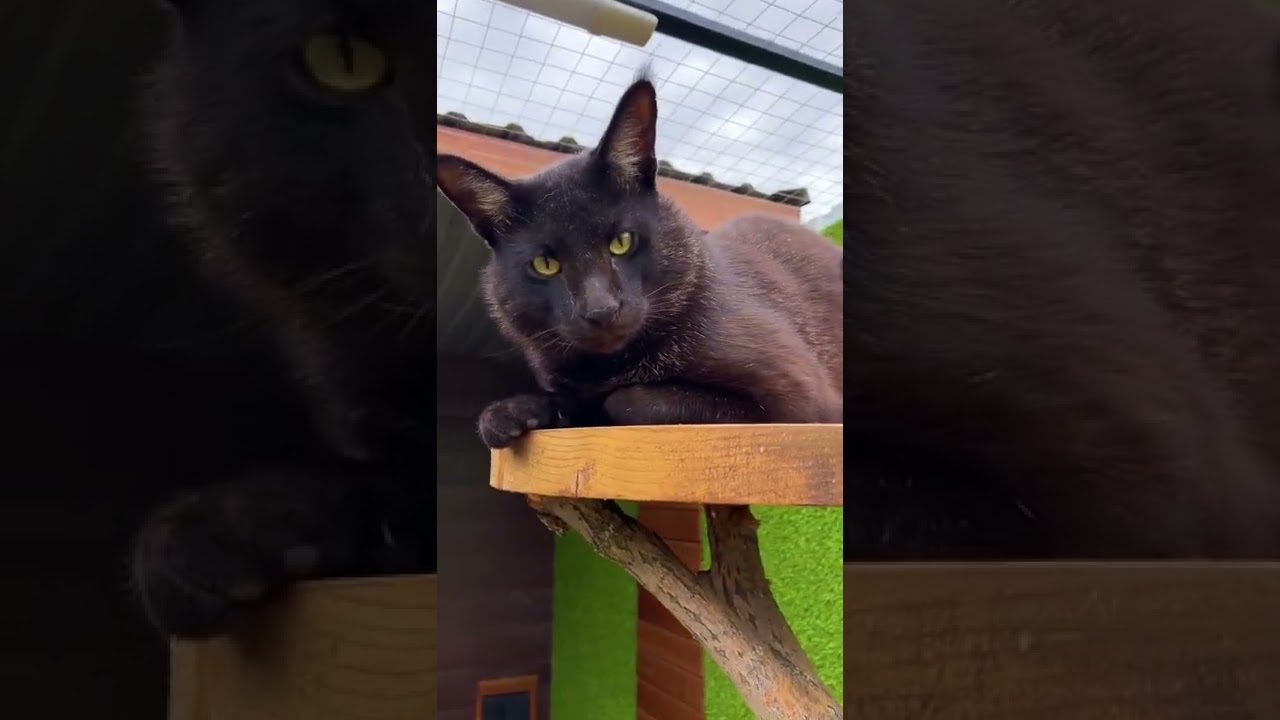 Почему Торви рада приходу мамы ?? - YouTube