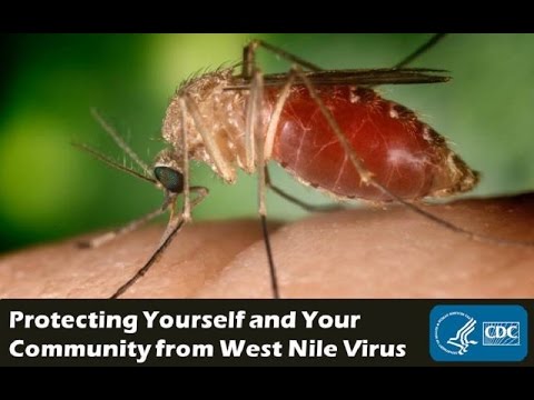 Horse owners encouraged to vaccinate against West Nile Virus