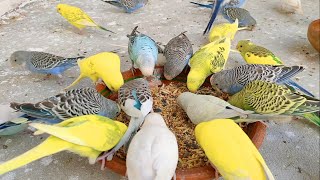 Budgies Exited for Breeding success | Parakeets All Time Healthy | Budgies Best Treat For Chicks