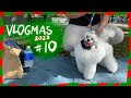 POODLE VLOGMAS 2023| Winter&#39;s Toy Poodle Dog Show Training Day 2 at the Park