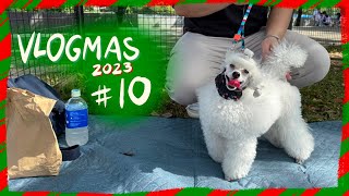 POODLE VLOGMAS 2023| Winter's Toy Poodle Dog Show Training Day 2 at the Park