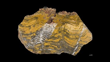 Stromatolite - RMF Collection. Oklahoma Geological Foundation.