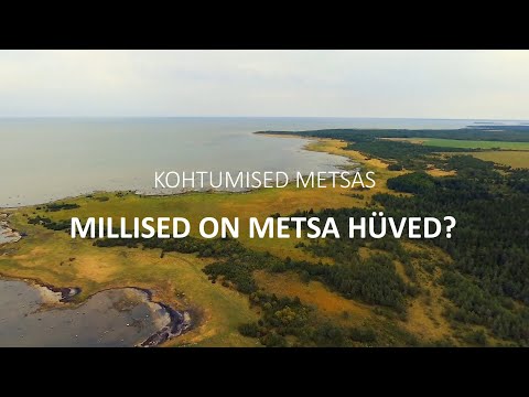 Video: Millised on metsa vormid?