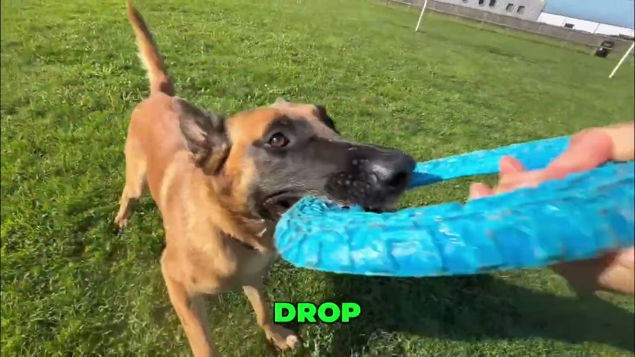 Dog Training: Drop, Bite, Spin & More! Watch This! #shorts