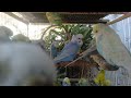 Les Plus Belles Perruches Colorées Pour un Moment de Calme et de Bonheur