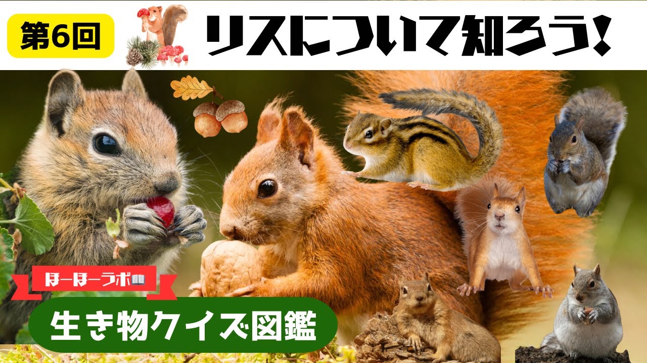 【リス編✨】動く図鑑‼️リスの驚きの能力！知らなきゃ損する“森のヒーロー”の秘密＃6