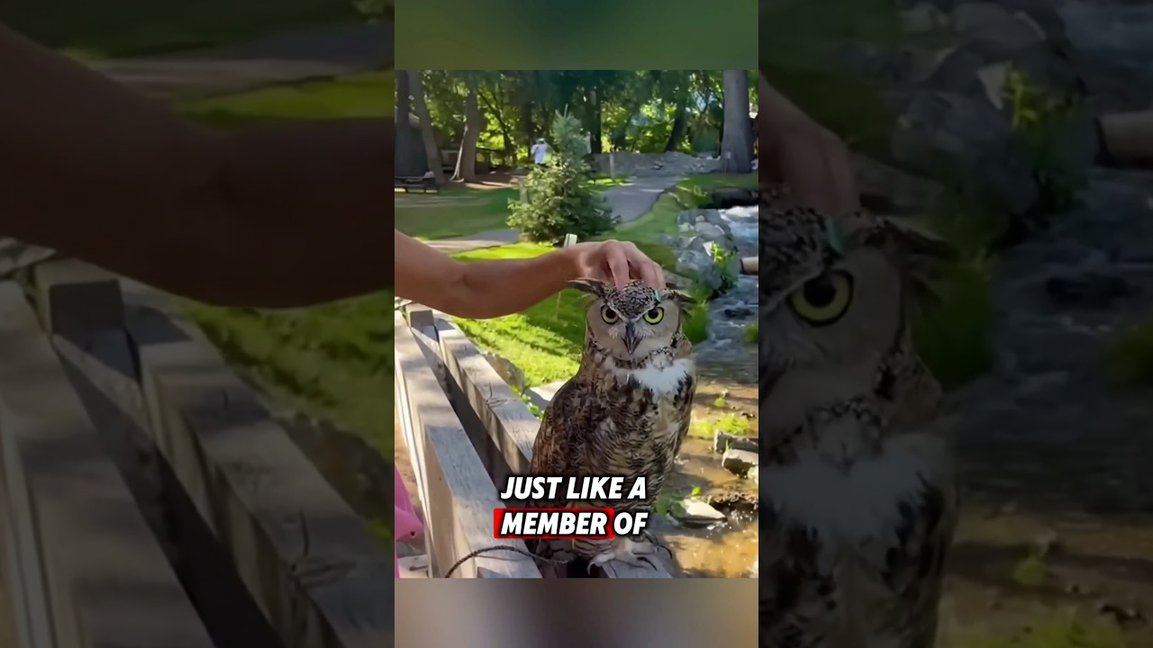 The man found an orphaned baby owl, and then this happened 