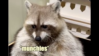 Boomer Raccoon