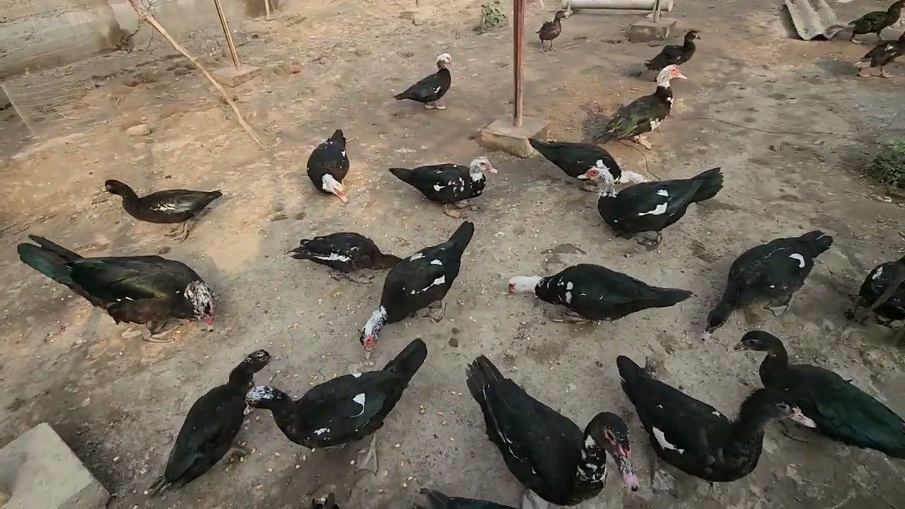 MINI FERMAMIZDAN MAXSUS VIDEO, SIZ UCHUN