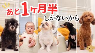 【孫と犬】この生活も後１ヶ月半。今の思い出を残そう！記念写真を撮りたいんじゃ！だけど悟空は文句を言う