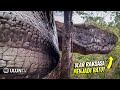 Di Temukan Bentuk Ular Raksasa Menjadi Batu Di thailand! Ternyata