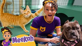 meekah visits an animal shelter meekah full episodes educational videos for kids blippi toys