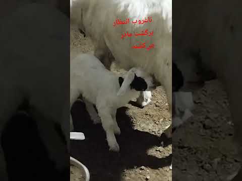 بزغاله ها برای شیرخوردن باید تا غروب انتظار برگشت مادر از کوه باشند بزغاله شیرتازه گوسفندان