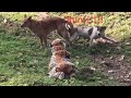 Monkeys 999  very funny tiger man prank to dogs