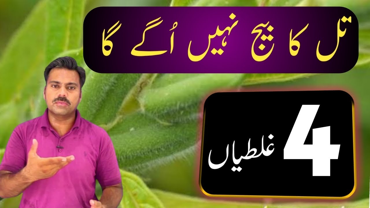 Sesame seed sowing precautions and possible germination issues | Abid Ali Agrarian