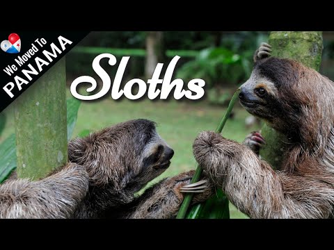 Sloths In Panama.  Cute Baby Sloths.