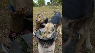 Monkey Sokyaa Learns To Use A Spoonsmartmonkey sokyaatalent funnyclip