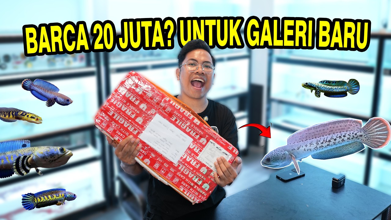 CHANNA BARCA 20 JUTA? UNTUK GALERI BOS BOS QU YANG BARU #bosbosqu