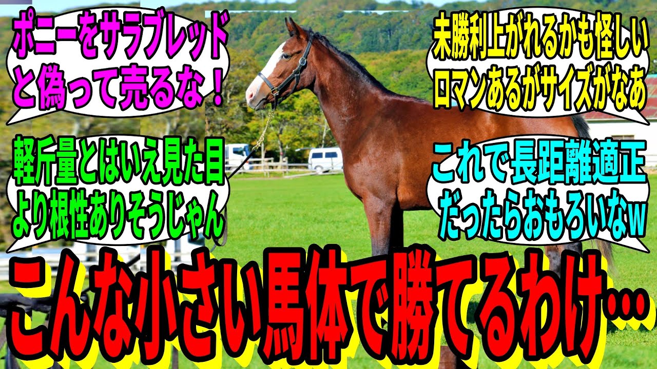 【競馬の反応集】「え、メーヴェの16ですか？」に対する視聴者の反応集