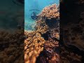 SEAHORSE DIVING CLUB