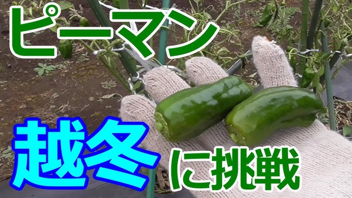 唐辛子栽培中 Youtube