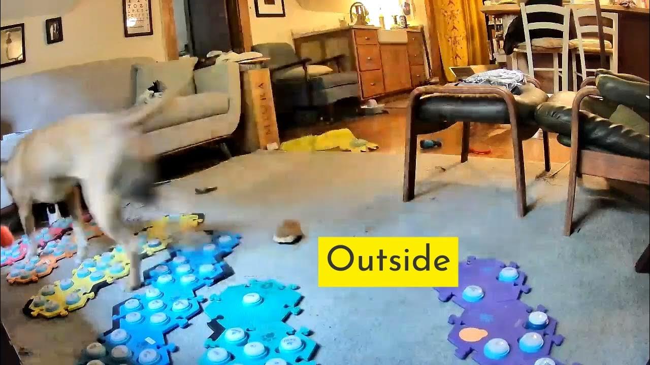 Cat and Dog sharing buttons to communicate YouTube