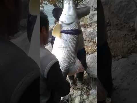 سید ماهی بزرگ توسط سیادان ایرانی 